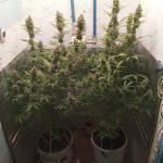 girl-scout-cookies-auto-fem-original-sensible-seeds.jpg