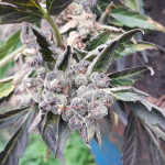 zkittlez-auto-fem-cali-buds-seeds.jpg