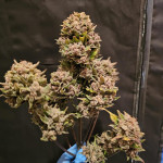 diablo-rojo-xl-auto-fem-sweet-seeds.jpg