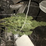 white-widow-dutch-passion.JPG