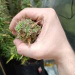 blackberry-moonrocks-auto-fem-alphafem-seeds.jpg
