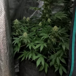 ak-48-regular-nirvana-seeds.jpg