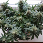 kryptonite-pyramid-seeds.jpg