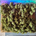 strawberry-gorilla-auto-fem-fastbuds.jpg