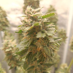 cbd-auto-1:1-cbd-crack-auto-fem-fastbuds.jpg