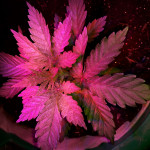gorilla-glue-4-fem-anesia-seeds.jpg