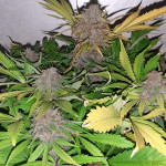 orange-apricot-glue-xl-auto-fem-sweet-seeds.jpg