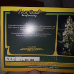 fast-bud-auto-fem-sweet-seeds.jpg
