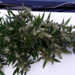 auto-chocolate-skunk-fem-00-seeds.jpg