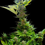 black-muffin-f1-fast-version-fem-sweet-seeds.jpg