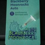 blackberry-moonrocks-auto-fem-alphafem-seeds.jpg