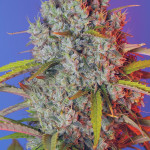 blue-dream-blue-dreammatic-auto-fem-fastbuds.jpeg