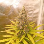 papaya-zoap-f1-fast-version-fem-sweet-seeds.jpg