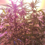 big-devil-xl-auto-sweet-seeds.jpg