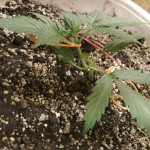 black-jack-auto-sweet-seeds.jpg