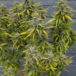 purple-punch-og-xl-auto-fem-sweet-seeds.jpg