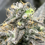 lemon-cherry-gelato-fem-barneys-farm.jpg