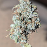 papaya-zoap-auto-fem-sweet-seeds.jpg