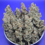 purple-punch-og-xl-auto-fem-sweet-seeds.jpg