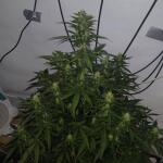 whiskey-zulu-auto-fem-7ch-american.jpg