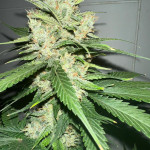 diablo-rojo-xl-auto-fem-sweet-seeds.jpg