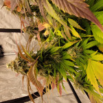 grandaddy-purple-fem-blimburn-seeds.jpg