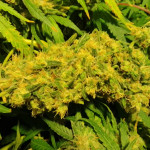 northern-light-fem-victory-seeds.jpg
