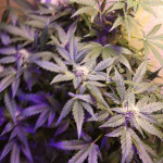 purple-juice-auto-fem-herbies-seeds.jpg