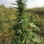 black-jack-auto-sweet-seeds.jpg