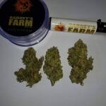 blueberry-cheese-auto-blue-cheese-auto-fem-barneys-farm.jpg