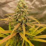 blueberry-og-fem-barneys-farm.jpg