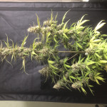 purple-punch-og-xl-auto-fem-sweet-seeds.jpg