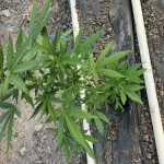 wipeout-express-auto-fem-heavyweight-seeds.jpg
