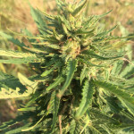 black-jack-auto-sweet-seeds.jpg