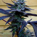notorious-thc-fem-humboldt-seed-company.jpg