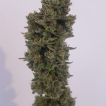 orange-apricot-glue-xl-auto-fem-sweet-seeds.jpg
