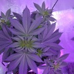 white-widow-pyramid-seeds.JPG