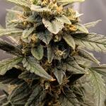 acid-rain-autoflower-lsd-fem-easy-grow-seeds.jpg