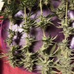 northern-lights-fem-herbies-seeds.jpg