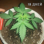 auto-chocolate-skunk-00-seeds.jpg