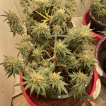 purple-punch-cookies-fem-original-sensible-seeds.jpeg