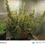keepers-og-autoflower-fem-seedkeepers.jpg