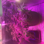 2-fast-2-vast-auto-heavyweight-seeds.jpg