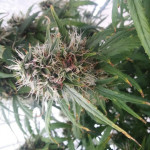bruce-banner-auto-cali-buds-seeds.jpg