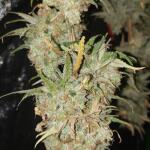girl-scout-cookies-fem-blimburn-seeds.jpg