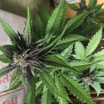 bloody-skunk-auto-fem-sweet-seeds.jpg