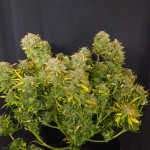 mango-sherbert-auto-fem-humboldt-seed-company.jpg