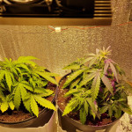 auto-new-york-city-fem-pyramid-seeds.jpg
