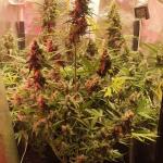 pineapple-express-auto-fem-barneys-farm.jpg