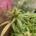 auto-northern-lights-xxl-fem-00-seeds.jpg